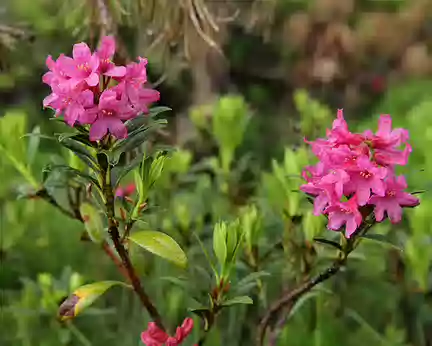 IMG_7972 Rhododendron ferrugineux